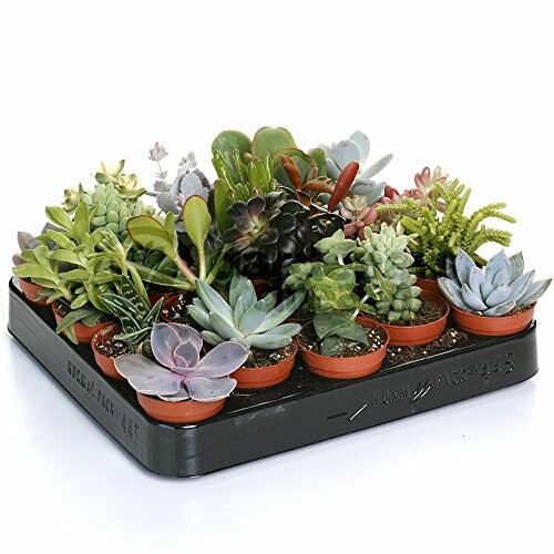 Tray of assorted small succulent plants in pots.