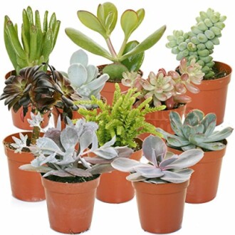 GardenersDream Succulent Plants