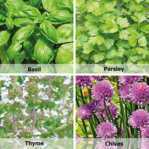 Four types of herbs: basil, parsley, thyme, and chives.