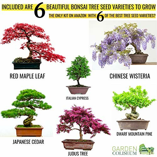 Six bonsai tree varieties including red maple, Chinese wisteria, Italian cypress, Japanese cedar, Judas tree, and dwarf mountain pine.