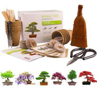 Bonsai Tree KIT