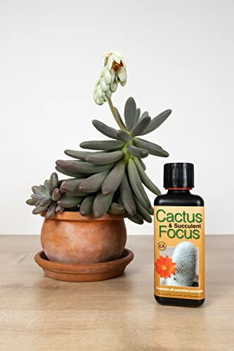 Cactus plant with Cactus & Succulent Focus fertilizer on a table.