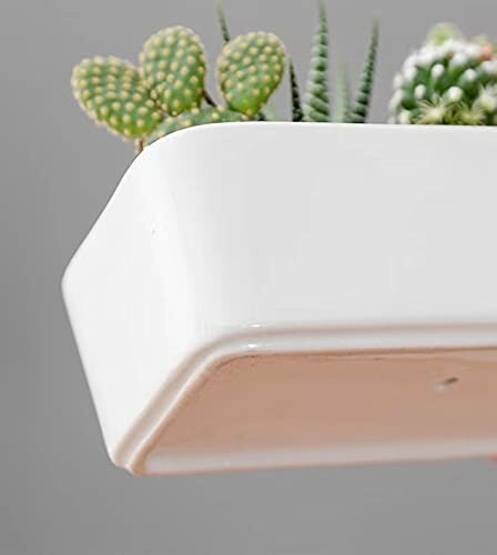 Close-up of a white ceramic planter with succulents.