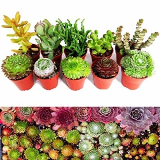 Sempervivum Succulent Plants