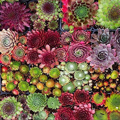 A variety of colorful succulent plants arranged closely together.