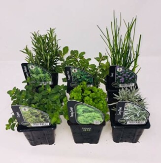 6 x Herb Plants