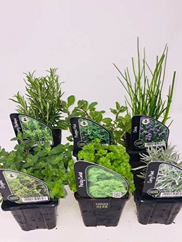 Assorted culinary herb plants in pots