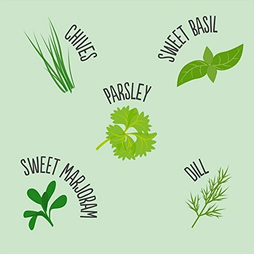 Illustration of herbs: chives, sweet basil, parsley, sweet marjoram, dill.