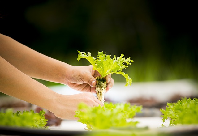 Hydroponic Gardening