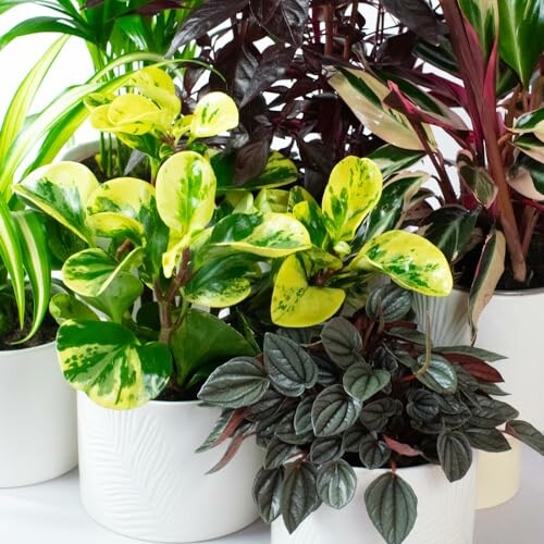 Assortment of indoor houseplants in white pots