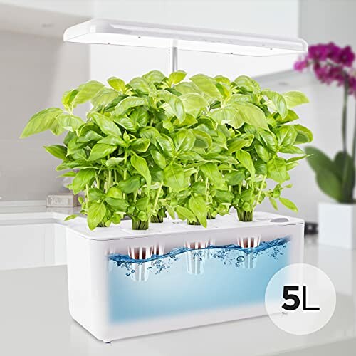 Indoor hydroponic system growing basil plants with LED light.