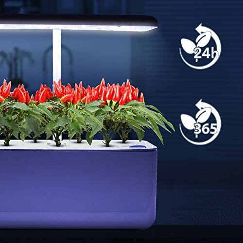 Indoor hydroponic system growing red peppers with LED light.