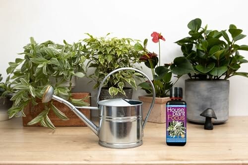 Indoor plants with a watering can and fertilizer bottle on a wooden surface.