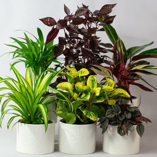 Collection of various indoor potted plants