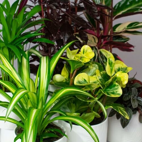 Various indoor potted plants with green and variegated leaves.