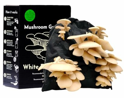 Urban Farm-It Mushroom Growing Kit (XL White Elm Oyster Mushroom)