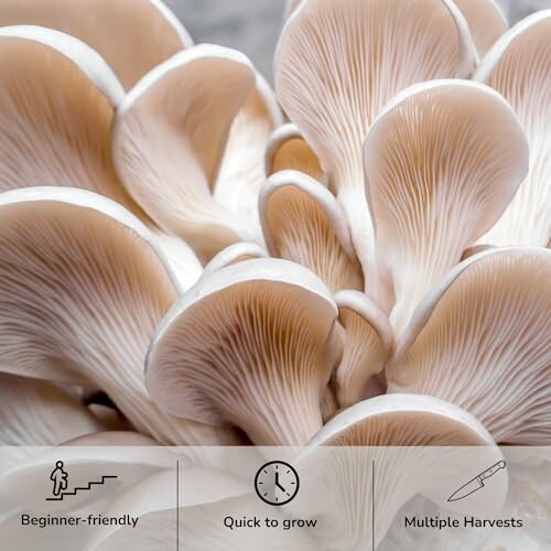 Close-up of oyster mushrooms with beginner-friendly, quick to grow, and multiple harvests icons.