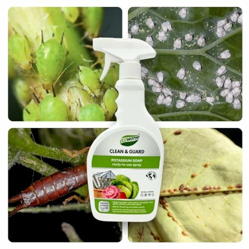 Collage of plant pests and a bottle of potassium soap spray