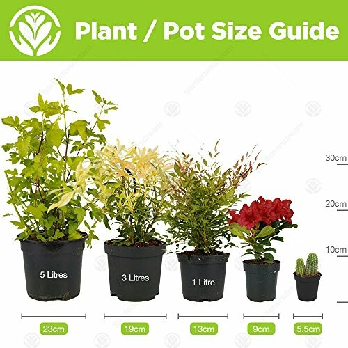 Plant and pot size guide with different plants and measurements.