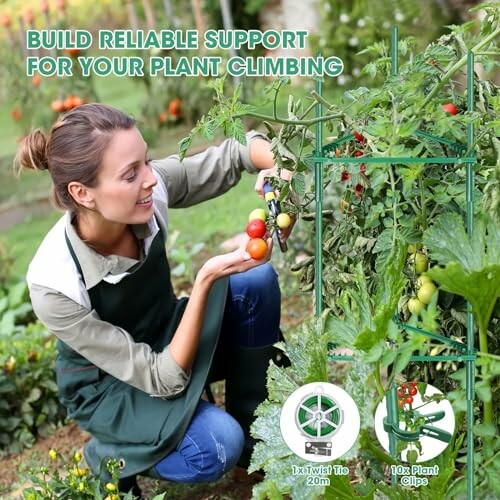 Woman using plant support for tomato climbing in garden.