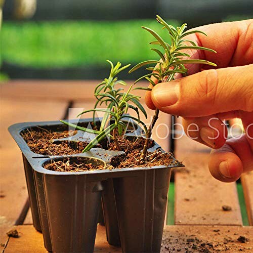 Hand planting seedlings in a tray