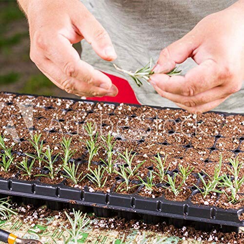 Person planting seedlings in a tray