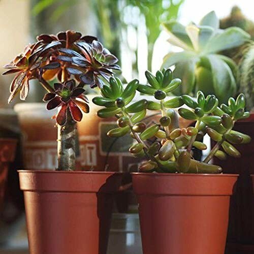 Sunlit potted succulents on a windowsill