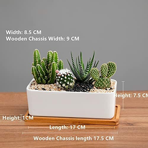 Small white planter with assorted succulents on a wooden base.