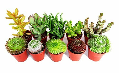 Assorted small potted succulent plants