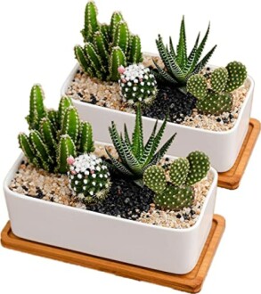 White Ceramic Plant Pots Indoor