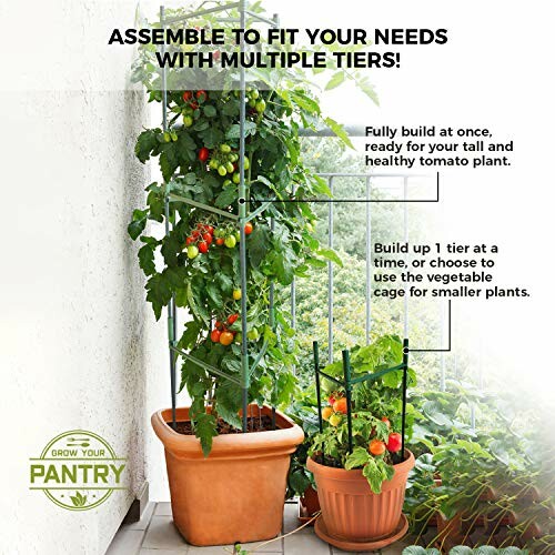 Tomato plant with multiple tier support structure on a balcony.